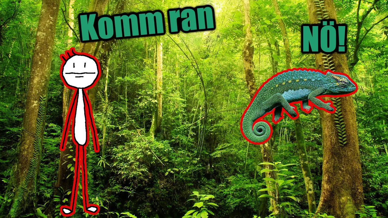  Wie wird mein CHAMÄLEON HANDZAHM? 