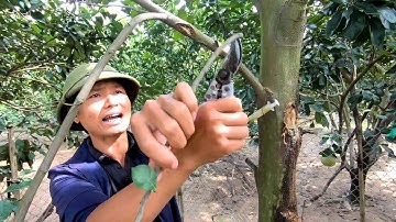 Vì Sao Mít Không Ra Quả - Cắt Tỉa Cành Mít Ngay Bây Giờ Để Đón Chào Lứa Quả Chính Vụ