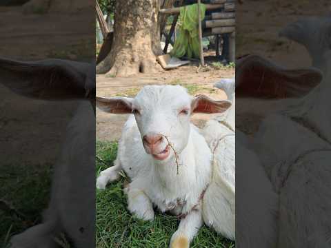 cute Goat #shorts
