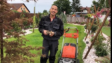 C55 CẮT CỎ VƯỜN NÊN DÙNG MÁY XĂNG HAY ĐIỆN🤗vườn Hùng Anh Cz