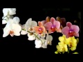 Lacrimas Profundere - An Orchid For My Withering Garden [Leg Inglês e Português]