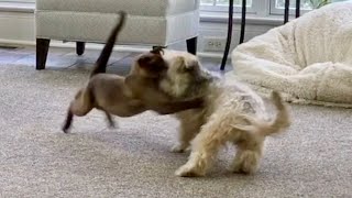 Burmese Cat vs Havanese Dog!  Who Wins?