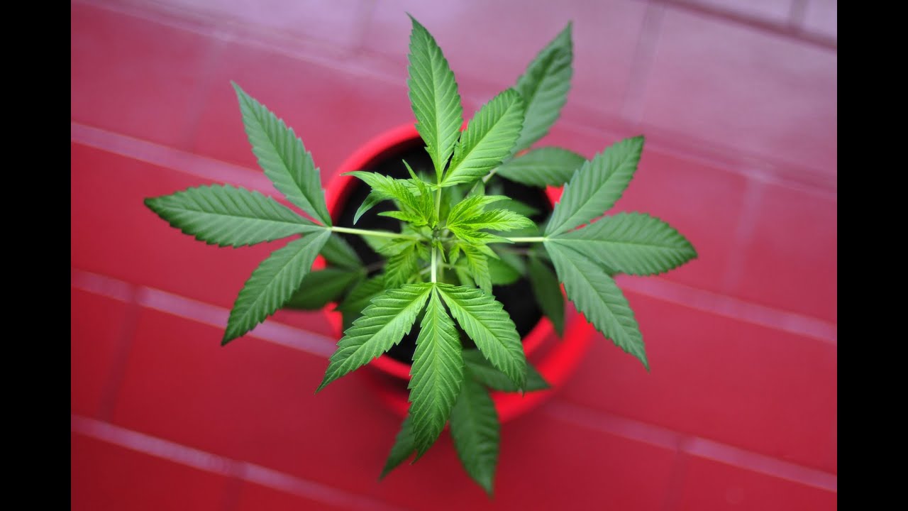 Как управлять питомником для выращивания клонов марихуаны (часть 4)