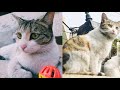 A day in the life of Robby Cat|Cat&#39;s mood|