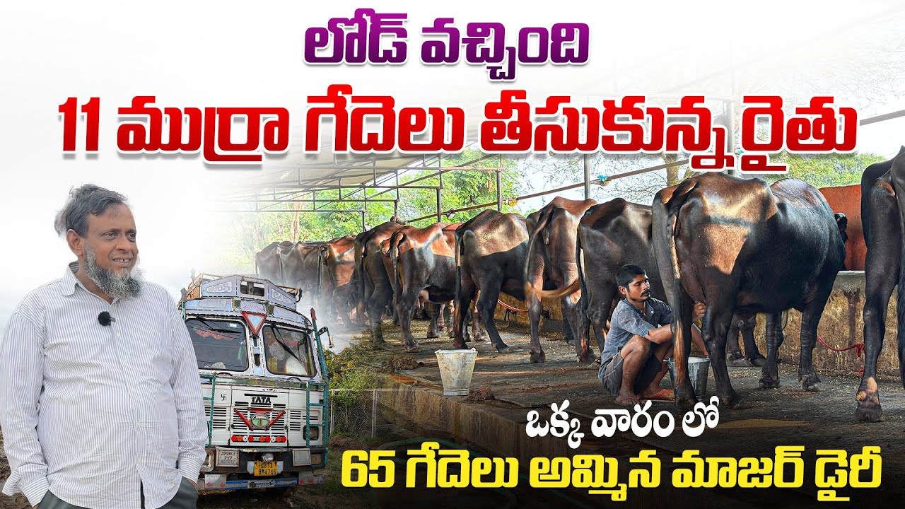 11  ముర్రా గేదెలు తీసుకున్న రైతు | ఒక్క వారం లో 65 గేదెలు అమ్మిన మాజర్ డైరీ | Murrah Buffaloes