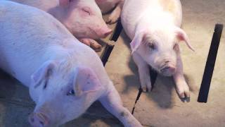 Iowa Farm Tour - How Pork is Raised