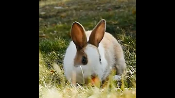 صوت الأرنب 