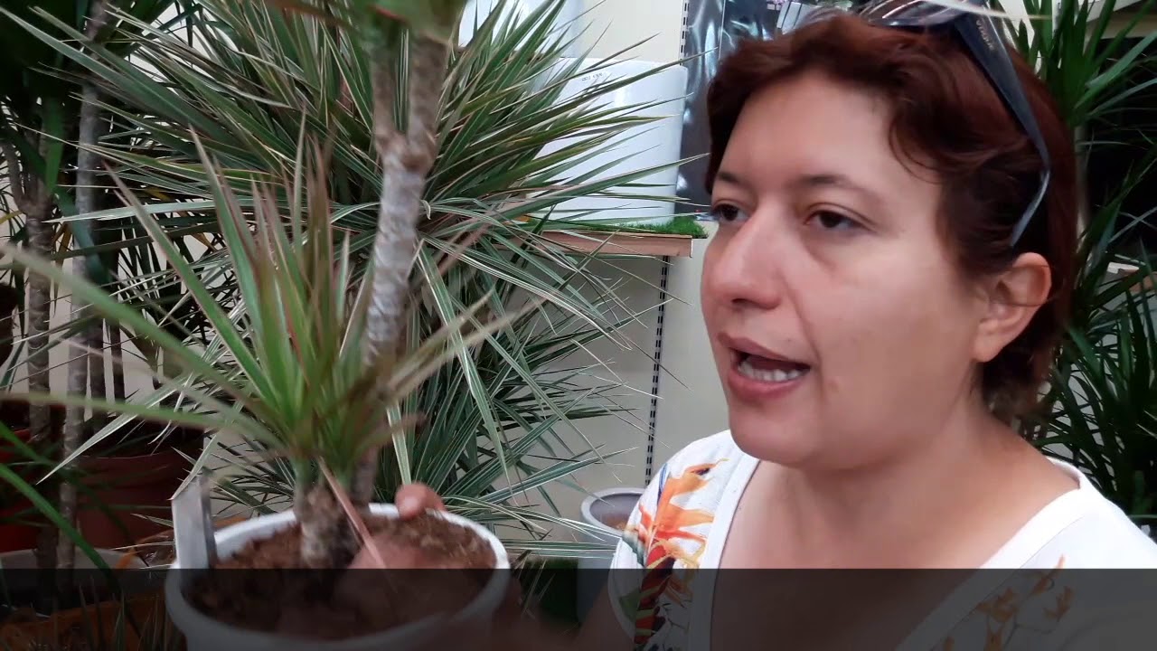 Consigli utili su come coltivare la dracena