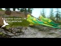 Carolina Conure - Short Documentary (Roblox Cenozoic Survival)