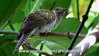 SUNDA BRUSH CUCKOO Fledgling, Singapore