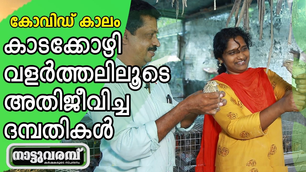 കോവിഡ് കാലം കാടക്കോഴി വളര്‍ത്തലിലൂടെ അതിജീവിച്ച ദമ്പതികള്‍ - QUAIL FARMING | NATTUVARAMBU | JANAM TV