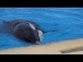 The poor orca Morgan ( Loro Parque )