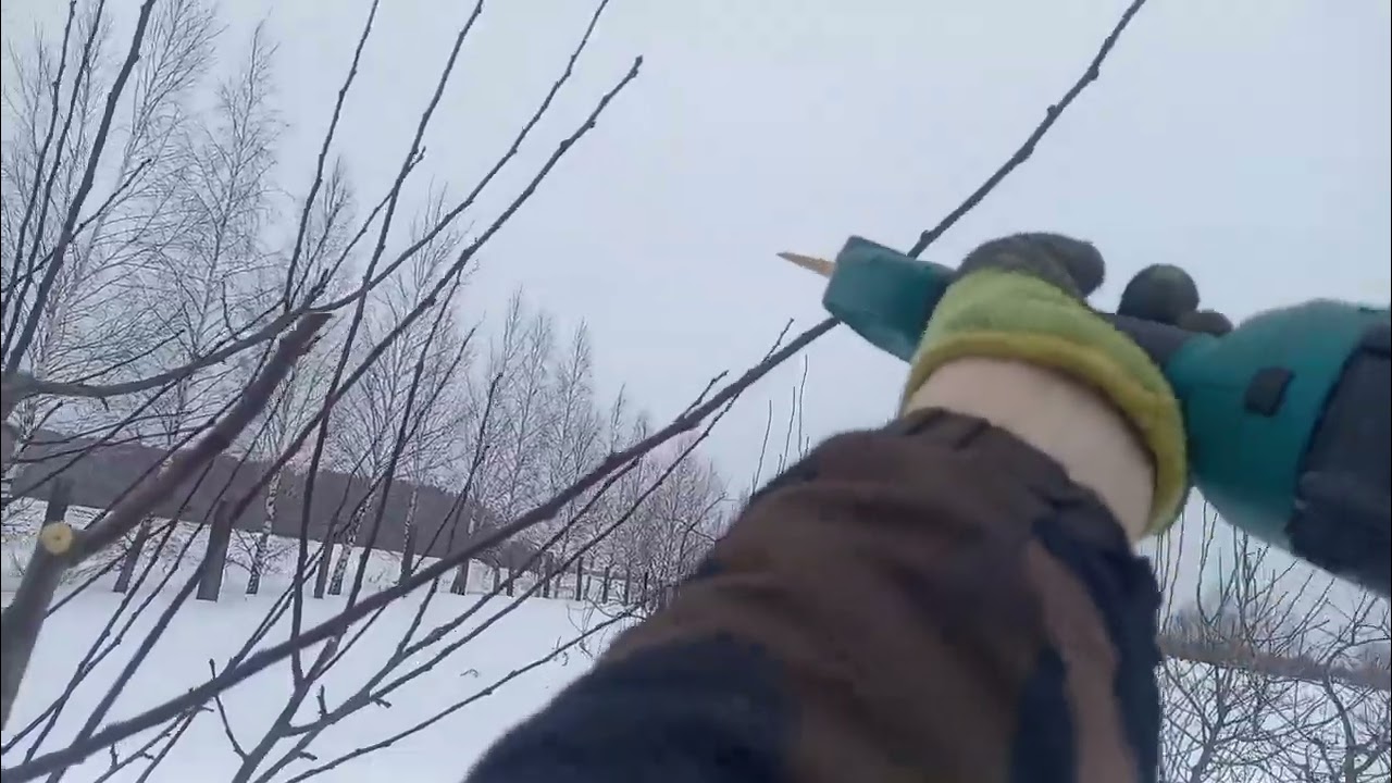 Обрезка пятилетнего дерева сливы. Цел и задачи. 