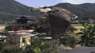 合戦馬の上にオオタカの帰ってくる練習 合戦馬の上にオオタカの帰ってくる練習