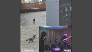 Download Lagu Pigeons MP3