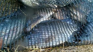 panen strike!!! mancing mujair umpan cacing | gacorrr!!! panen strike!!! mancing mujair umpan cacing | gacorrr!!!