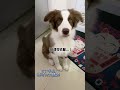 #我的毛孩子能治愈一切不快乐 只要一撒娇跺jiojio，我的心都化了#边牧王大锤