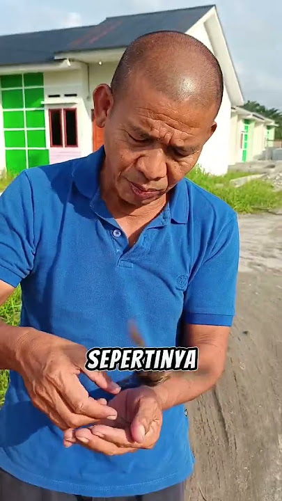 When the Ara Sparrow is Released into the Wild But Can't Fly. Let's Keep It Again Papa 🥺🐦❤