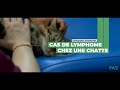 Cas clinique fas n3  cas de lymphome chez une chatte