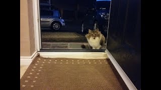Stray Cat  Following and  Begging to be let  inside a house had a very good reason