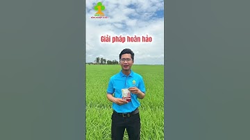 Giải pháp ra rễ, cứng cây, giảm đổ ngã vụ 3. #agrionecoltd #lua #xuhuong #gostim