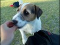 Incredible Dog Tricks Performed by Jesse the Jack Russell