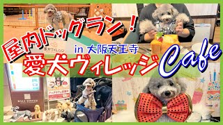 【犬とお出かけ】大阪天王寺 室内ドッグラン&カフェ愛犬ヴィレッジに愛犬トルテと行ってみた