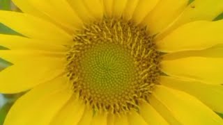 Sunflower Daisy Dela Torre