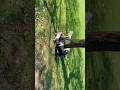 Hi I’m Bear Bears Ep. 16: Hanging Out With My Friends