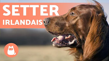 Comment nourrir un setter irlandais ?