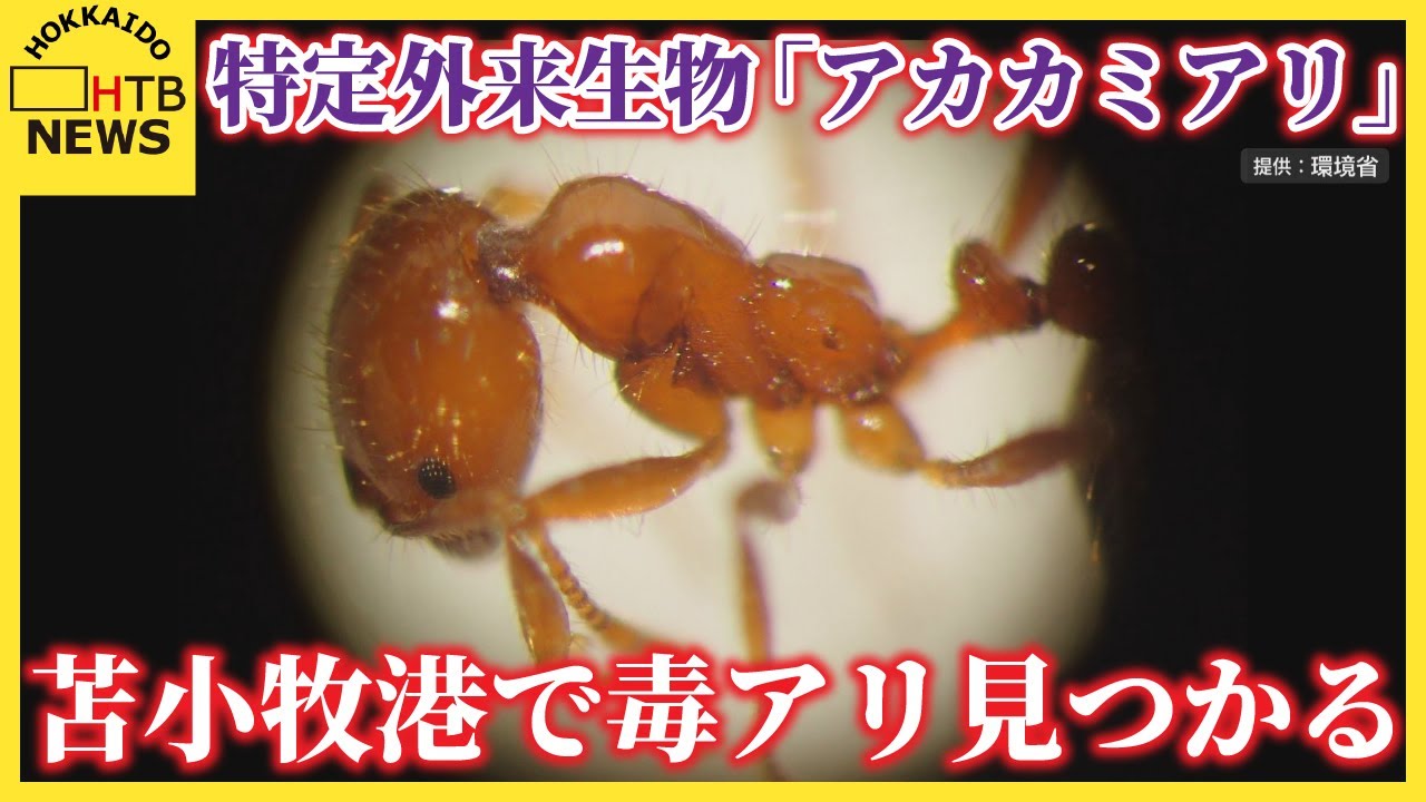 刺されると激痛の”毒アリ” 苫小牧港で「アカカミアリ」見つかる - YouTube