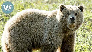 Highway in die Eiszeit  Sommer auf Eis | Tiere vor der Kamera (2008) | Folge 45/54