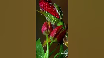 { أفلا ينظرون إلى الأبل كيف خلقت } سورة الغاشيه عبدالرحمن مسعد#ارح_قلبك #قران_كريم