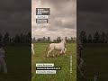 Boulonnais Osmose du Boncoin - Christophe Debruyne #shorts #Boulonnais #chevalBoulonnais #cheval