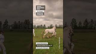 Boulonnais Osmose du Boncoin - Christophe Debruyne #shorts #Boulonnais #chevalBoulonnais #cheval