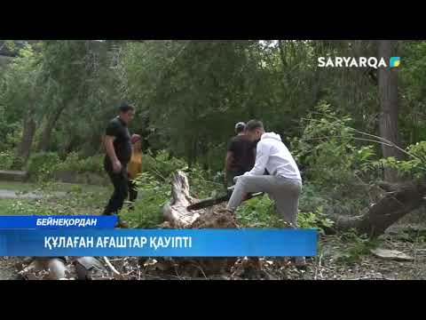 Бейне: Қауіпті бұрыш: ағаштарды сынудан қалай қорғауға болады