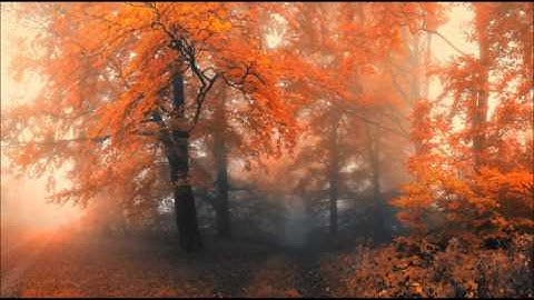 سورة محمد بصوت الشيخ عبدالمحسن القاسم