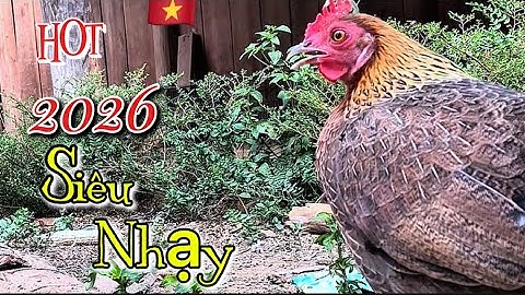 Tiếng gà mái rừng kêu gọi trống nhanh nhất 2026 || Poj qaib seev zoo dib tuaj 100%✔✔