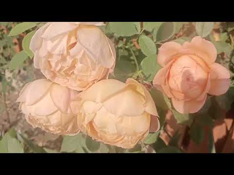 Peach Rose || With Relaxing Music Background 🎶🎶