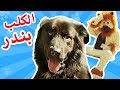 بادي فادي الكلب بندر BANDAR THE DOG 