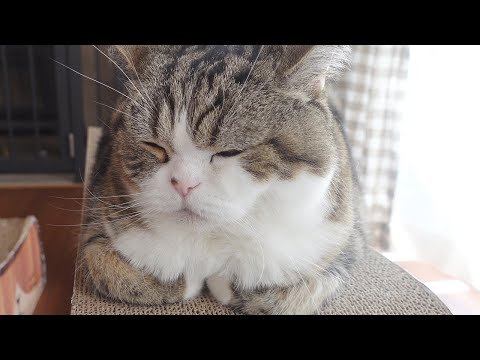 指ズボされるねこ。-I stick my finger into cat's chest furs.-