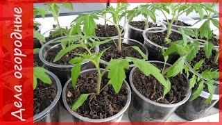 Как пикировать помидоры в режиме ЛАЙТ))). Пикировка и рассада томатов на подоконнике.