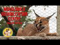 Moholoholo Animal Rehabilitation Centre, South Africa, Hoedespruit #wildlife