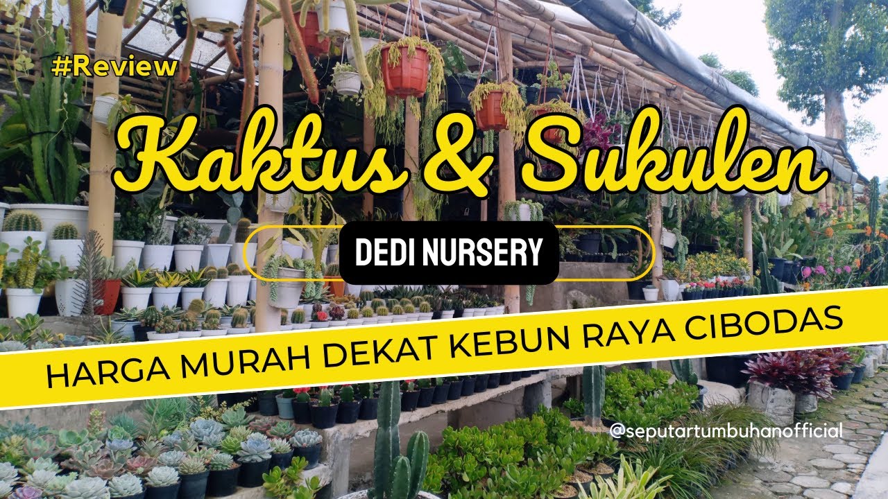 Review Kaktus dan Sukulen Dedi Nursery | Harga Murah Dekat Kebun Raya Cibodas