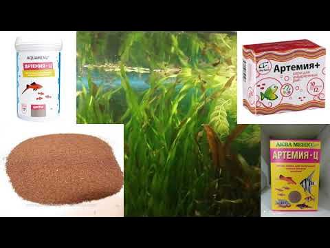 Какую Артемию лучше купить в Интернете? - YouTube
