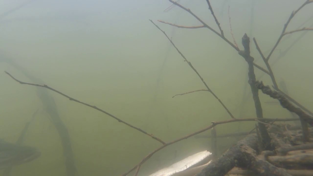 River Pike investigates herring dead bait YouTube