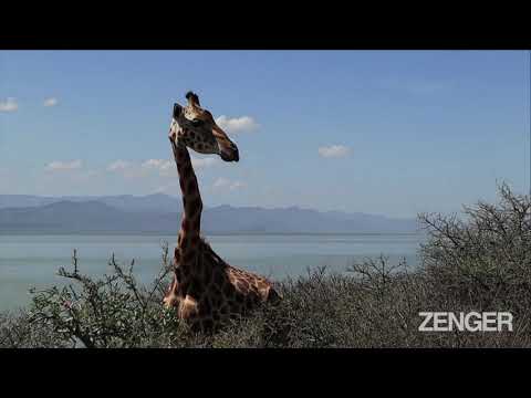 Neck And Neck: Mom And Calf Giraffes Rescued From Flood Island