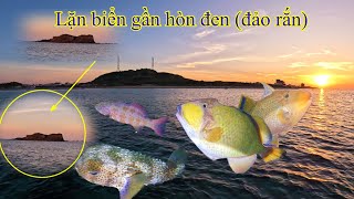 Lặn Biển Gần Hòn Đen (Đảo Rắn) Kiếm Tiền Triệu | Hải Sâm Gai- Cá Bò Thép- Cá Mú