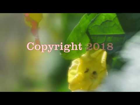 Leu Garden Soft Focus Movie Youtube