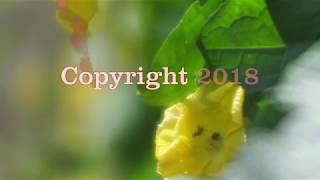 leu garden soft focus movie screenshot 5